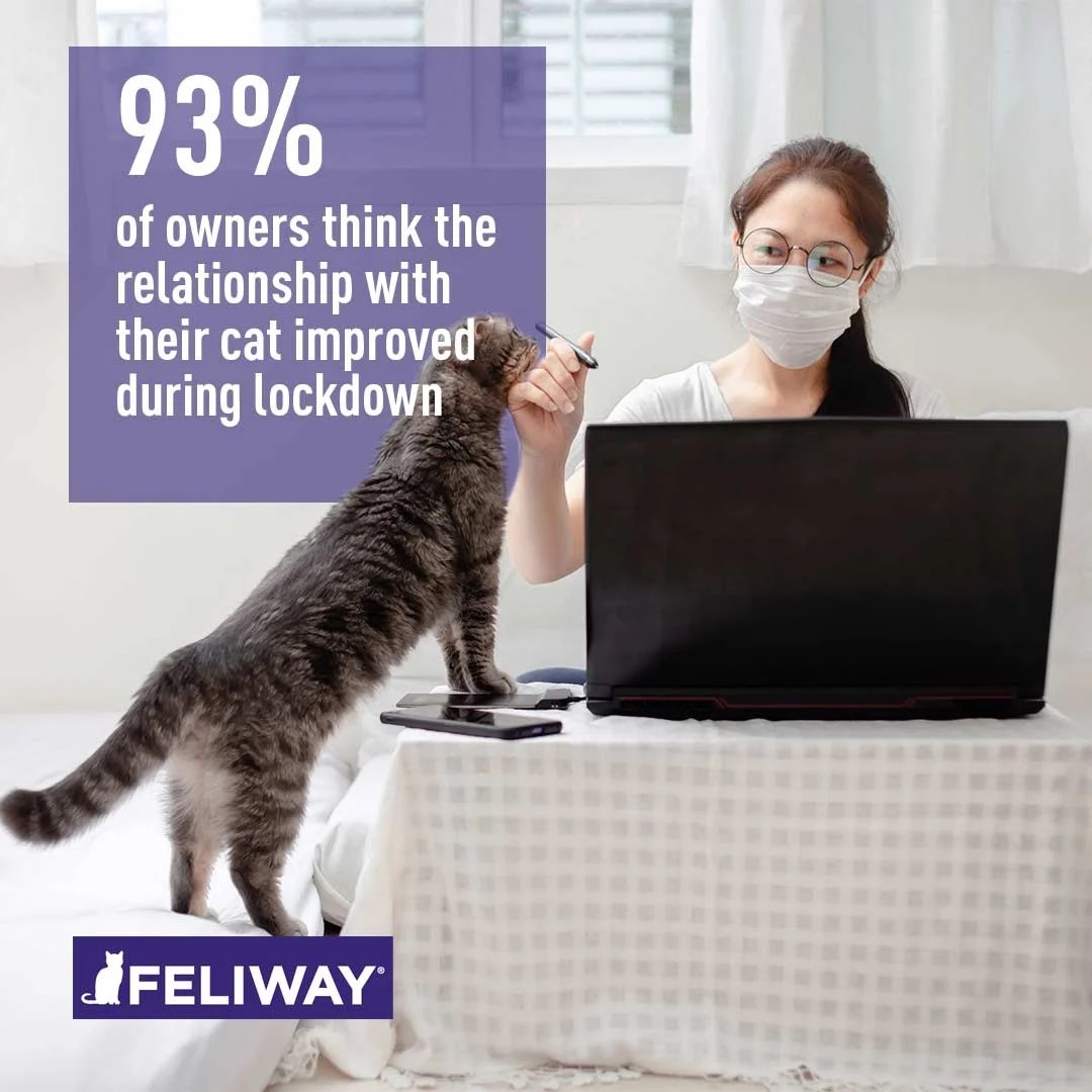 Cats During Lockdown A Survey by FELIWAY